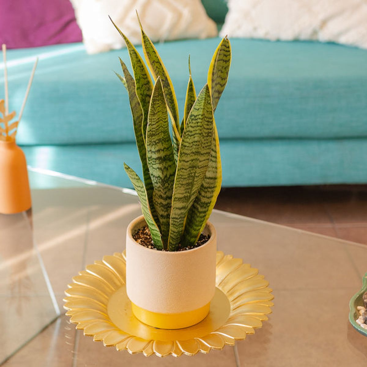 KENAZ - Sansevieria Laurentii