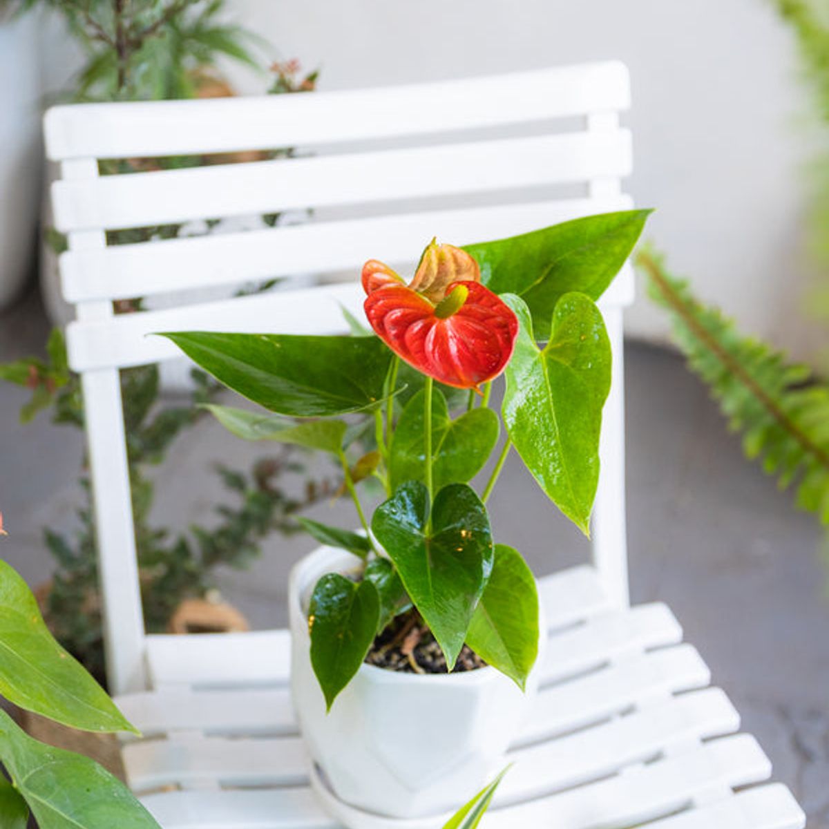 KENAZ - Anturio con flor Anthurium Andreanum