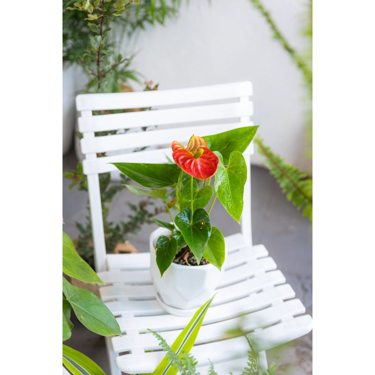 KENAZ - Anturio con flor Anthurium Andreanum