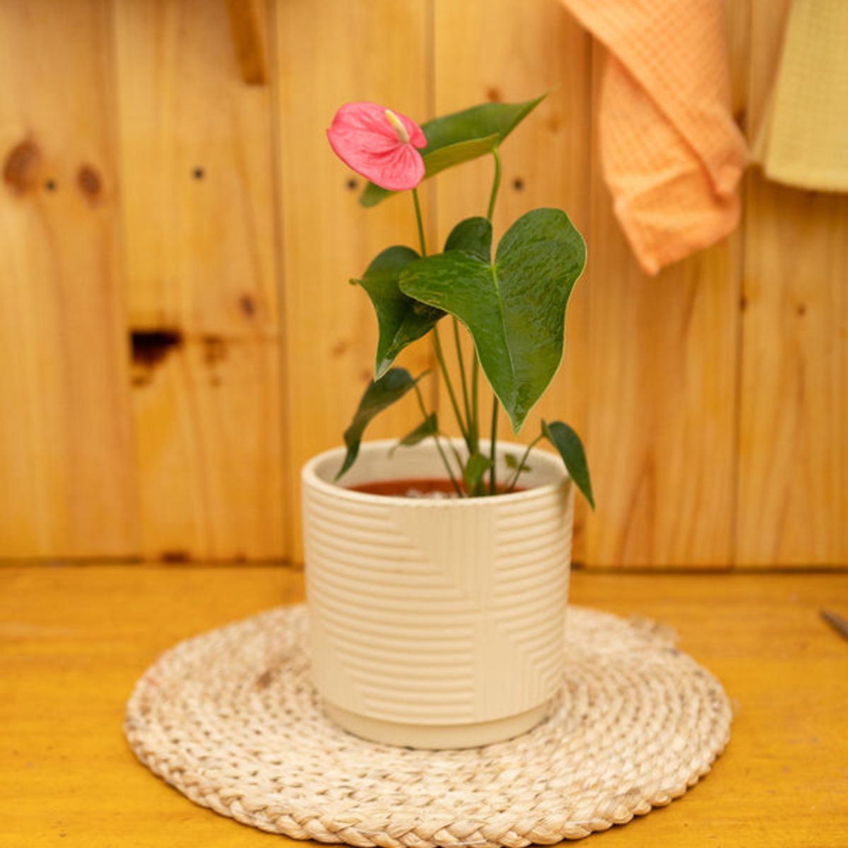 KENAZ - Anturio con flor Anthurium Andreanum