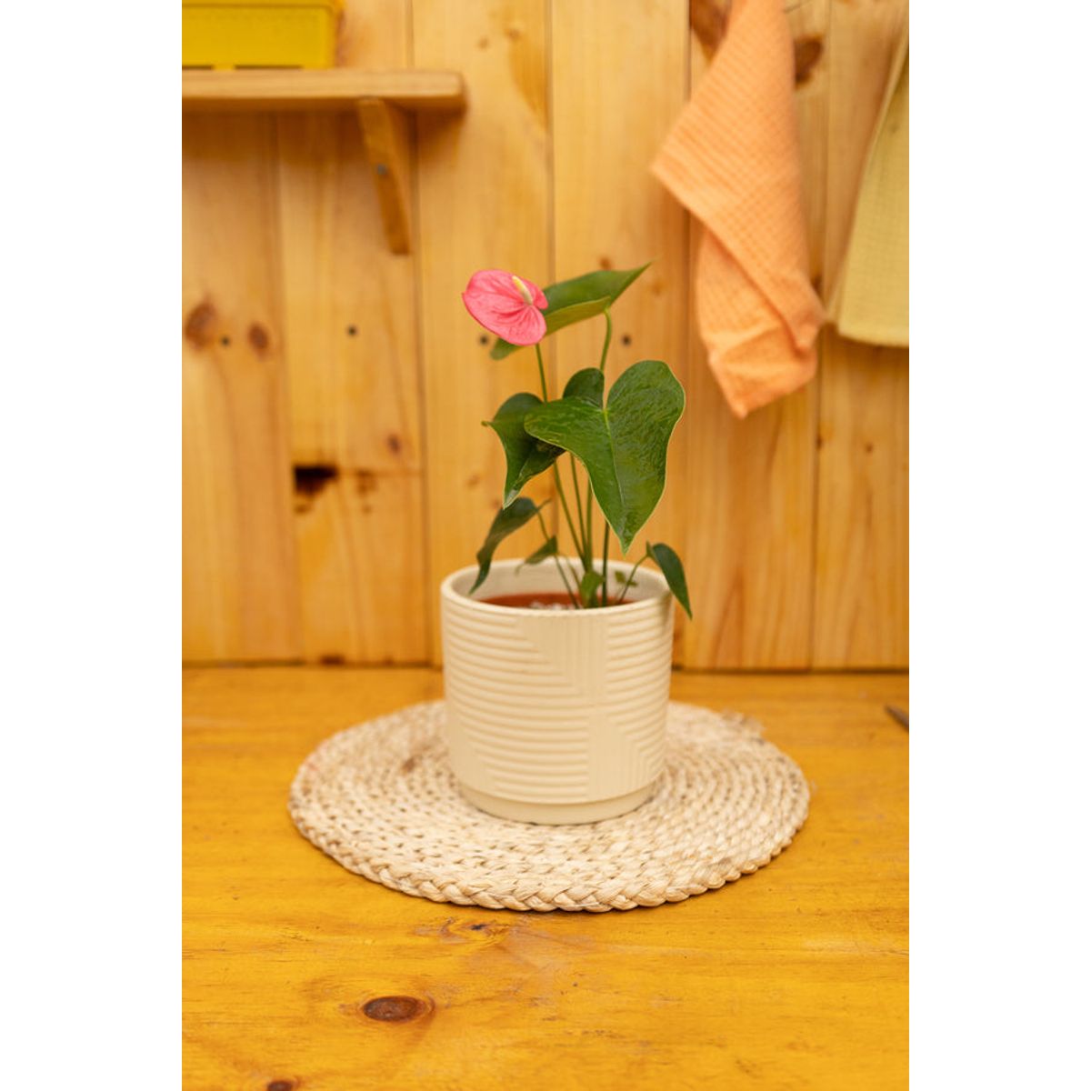 KENAZ - Anturio con flor Anthurium Andreanum