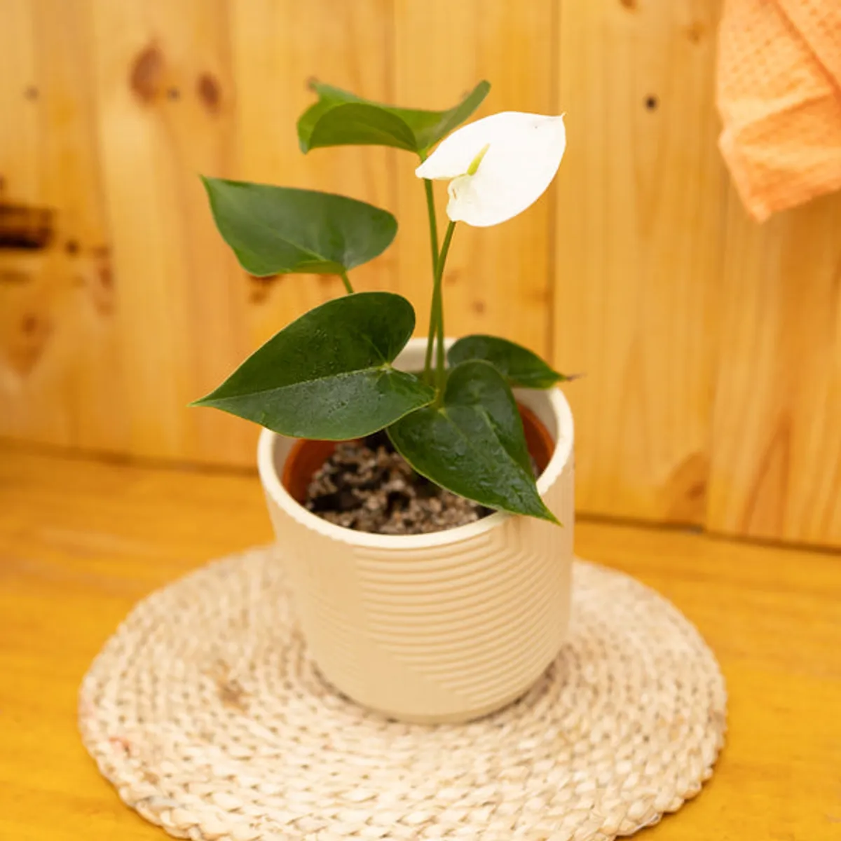 KENAZ - Anturio con flor Anthurium Andreanum