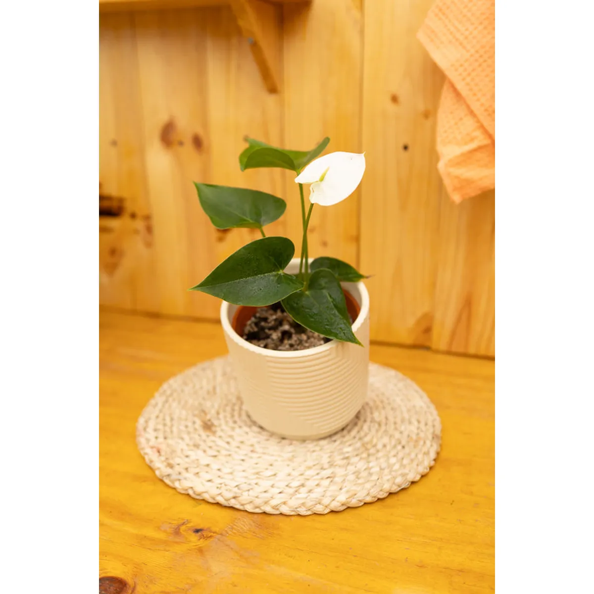 KENAZ - Anturio con flor Anthurium Andreanum