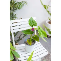 KENAZ - Anturio con flor Anthurium Andreanum