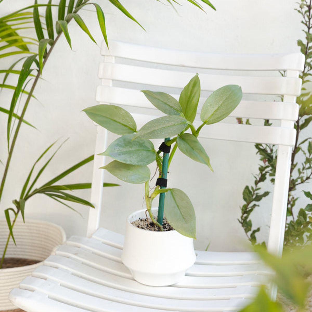 KENAZ - Filodendro Hastatum Silver