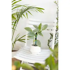 KENAZ - Filodendro Hastatum Silver