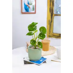 GENERICO - Peperomia Cucharita planta natural