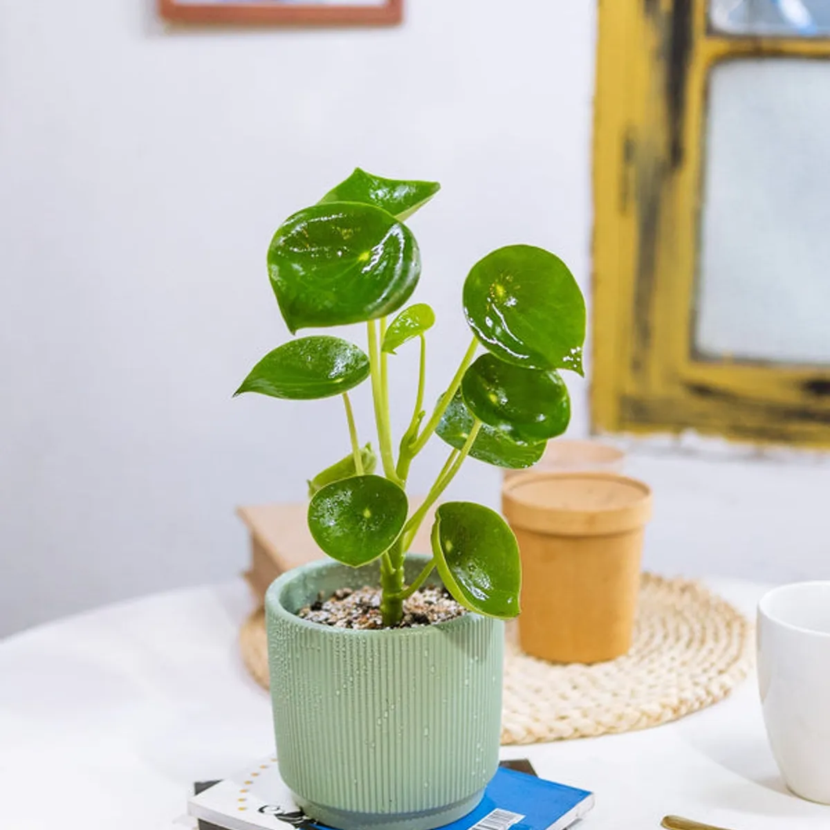 KENAZ - Peperomia Cucharita planta natural