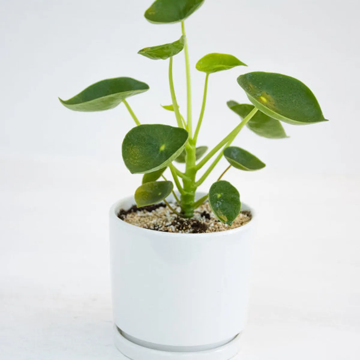 KENAZ - Peperomia Cucharita planta natural