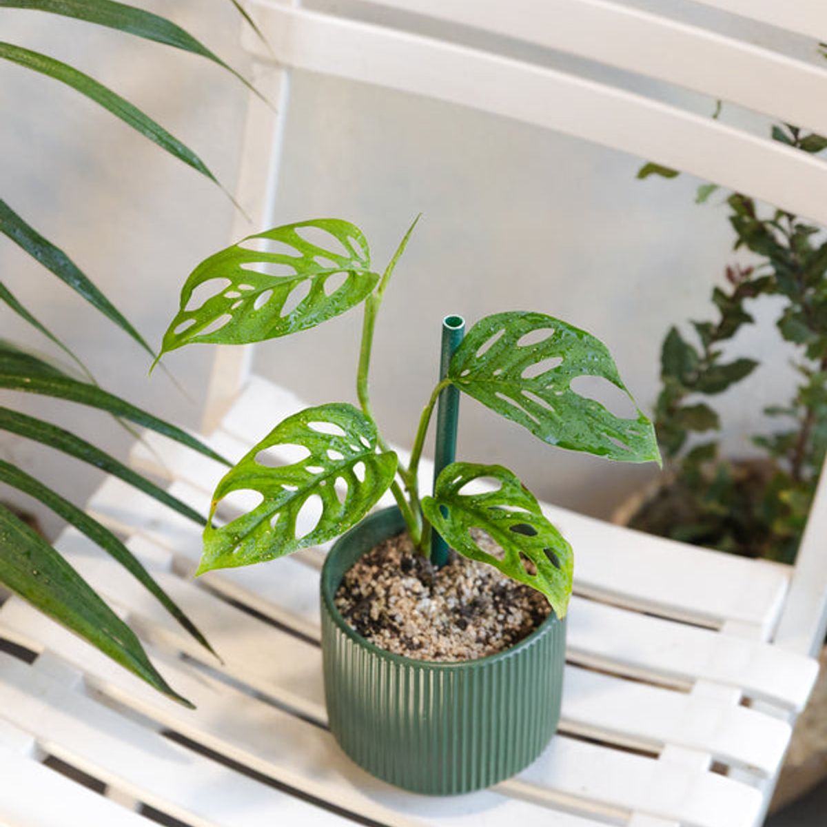 KENAZ - Monstera Adansonii Esqueleto