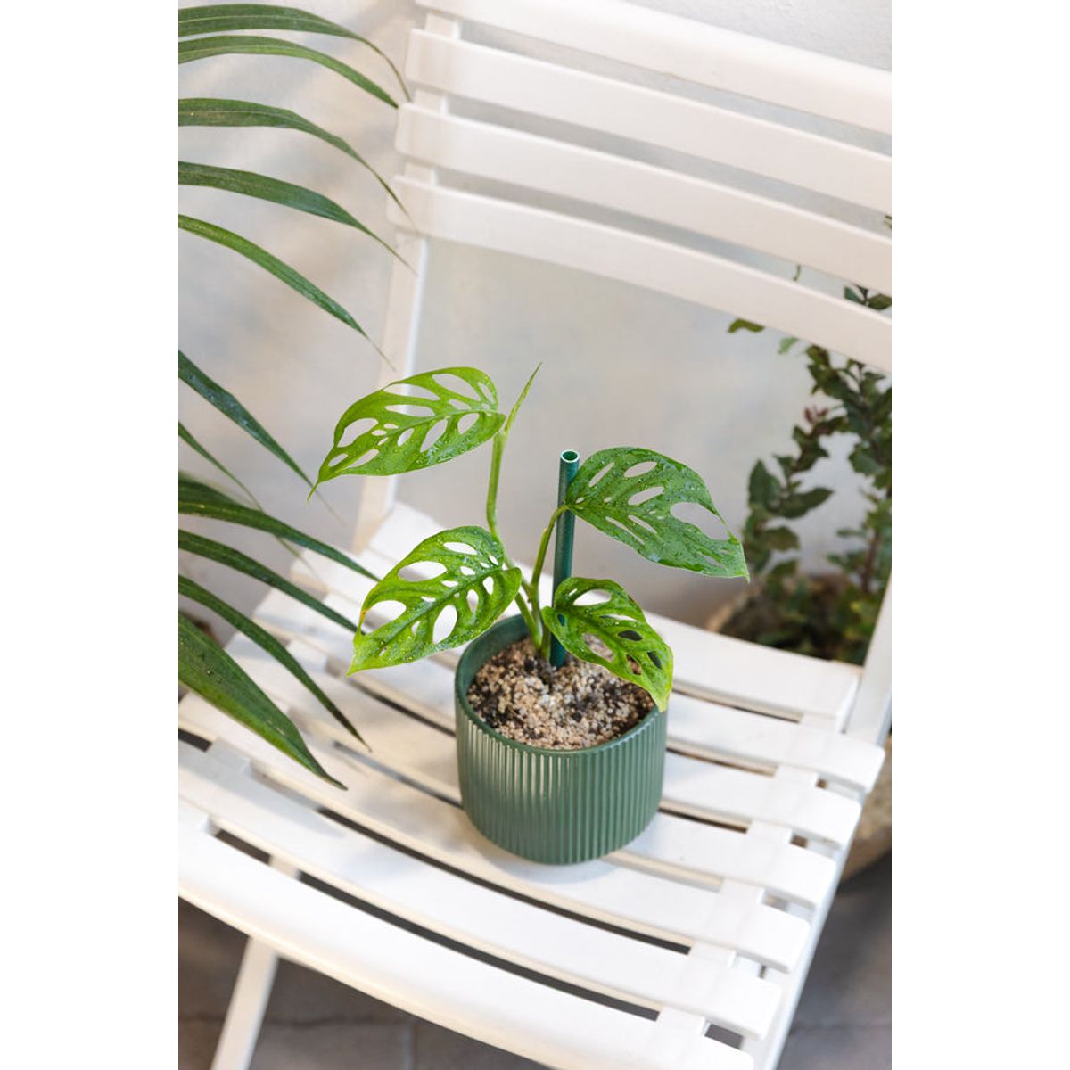 KENAZ - Monstera Adansonii Esqueleto