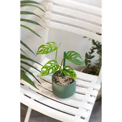 KENAZ - Monstera Adansonii Esqueleto