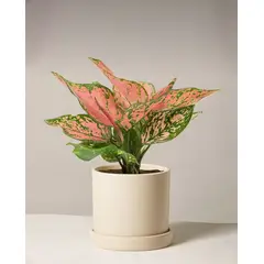 KENAZ - Aglaonema Anyamane planta natural