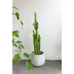 KENAZ - Baby Cactus Euphorbia