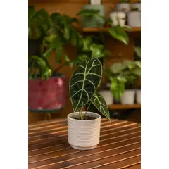 GENERICO - Alocasia Watsoniana planta natural