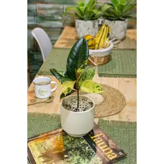 KENAZ - Ficus Shivereano planta natural