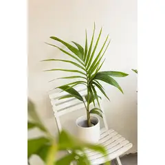 GENERICO - Palmera Kentia planta natural