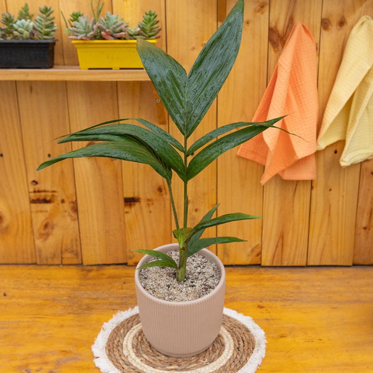 KENAZ - Palmera Kentia planta natural