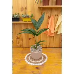 GENERICO - Palmera Kentia planta natural