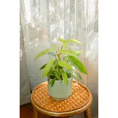 KENAZ - Filodendro Florida Ghost
