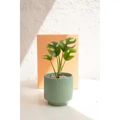 KENAZ - Rhaphidophora Tetrasperma