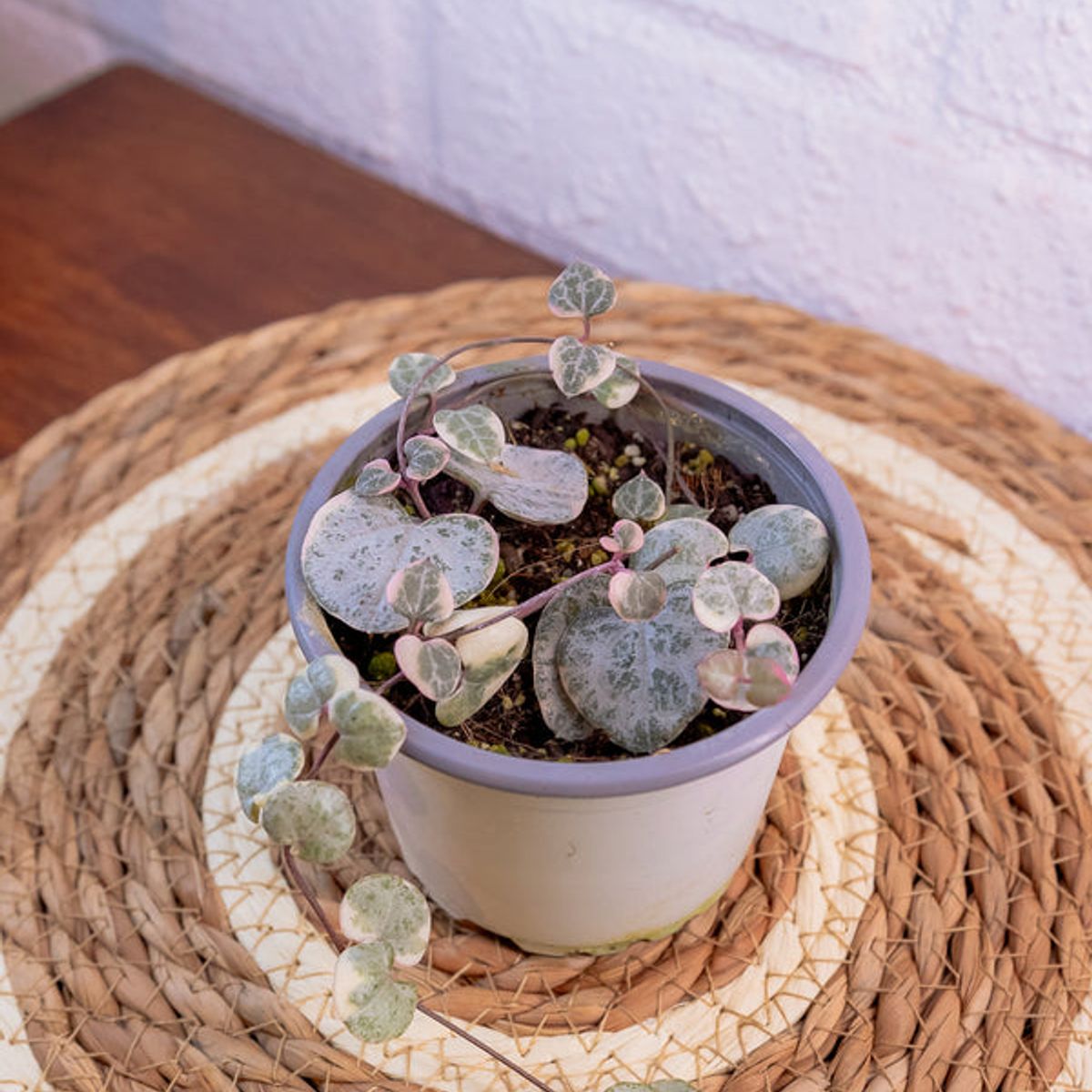 KENAZ - Ceropegia Woodi Variegada