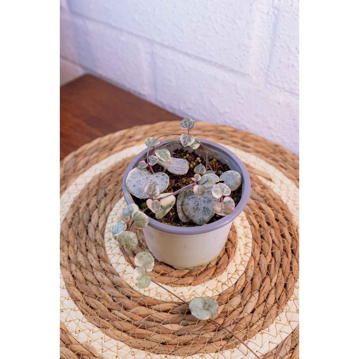 KENAZ - Ceropegia Woodi Variegada