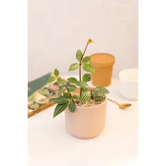 GENERICO - Peperomia Puteolata planta natural