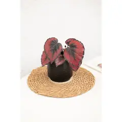 GENERICO - Begonia Rex planta natural