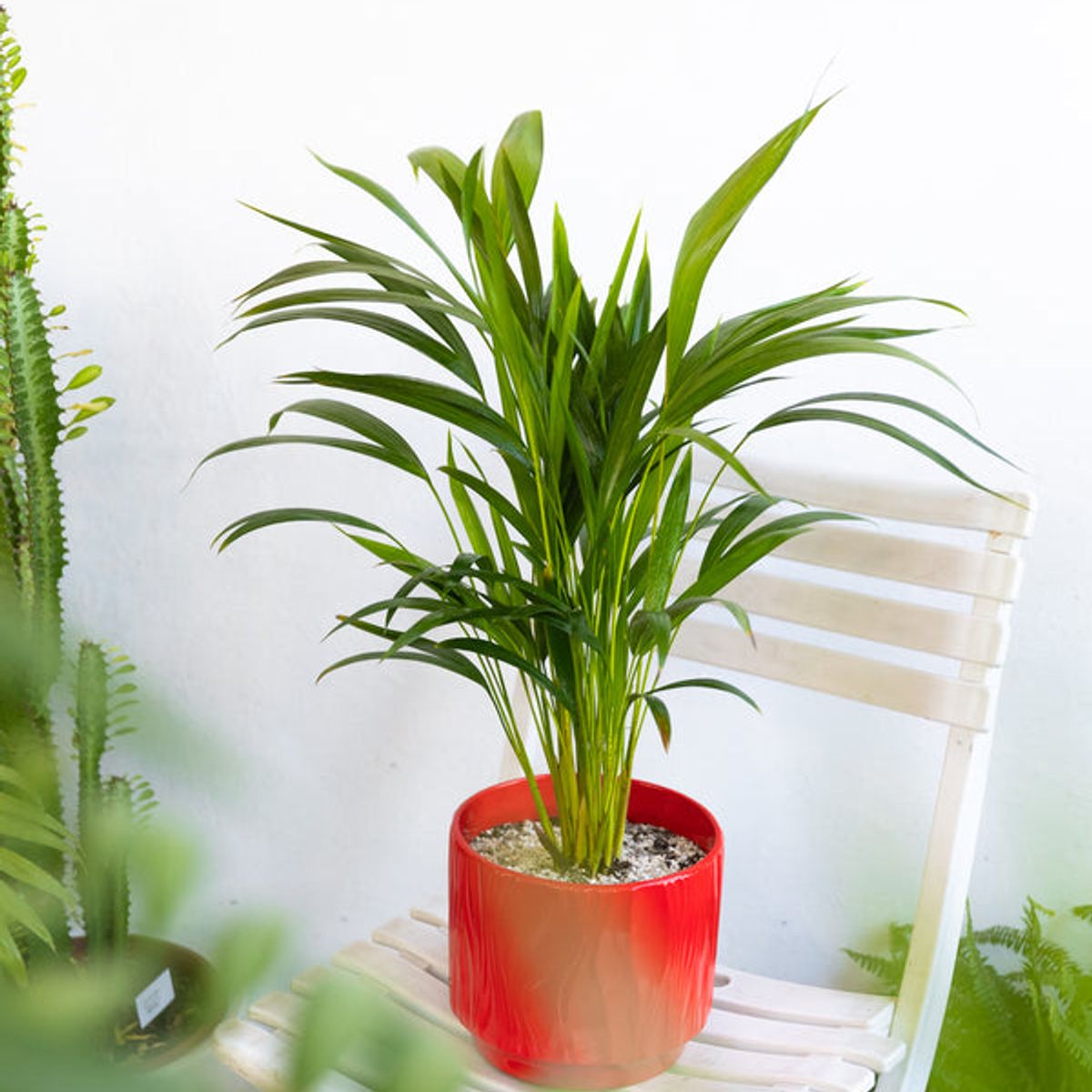 KENAZ - Palmera areca planta natural