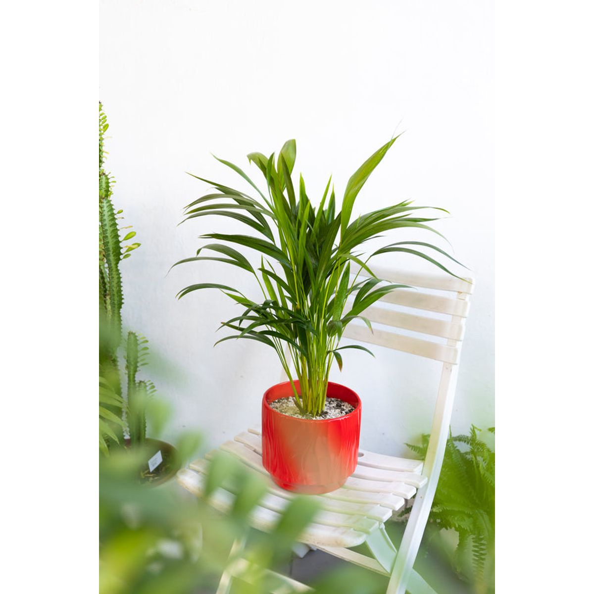 KENAZ - Palmera areca planta natural