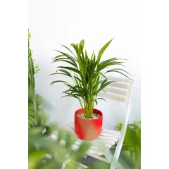 GENERICO - Palmera areca planta natural