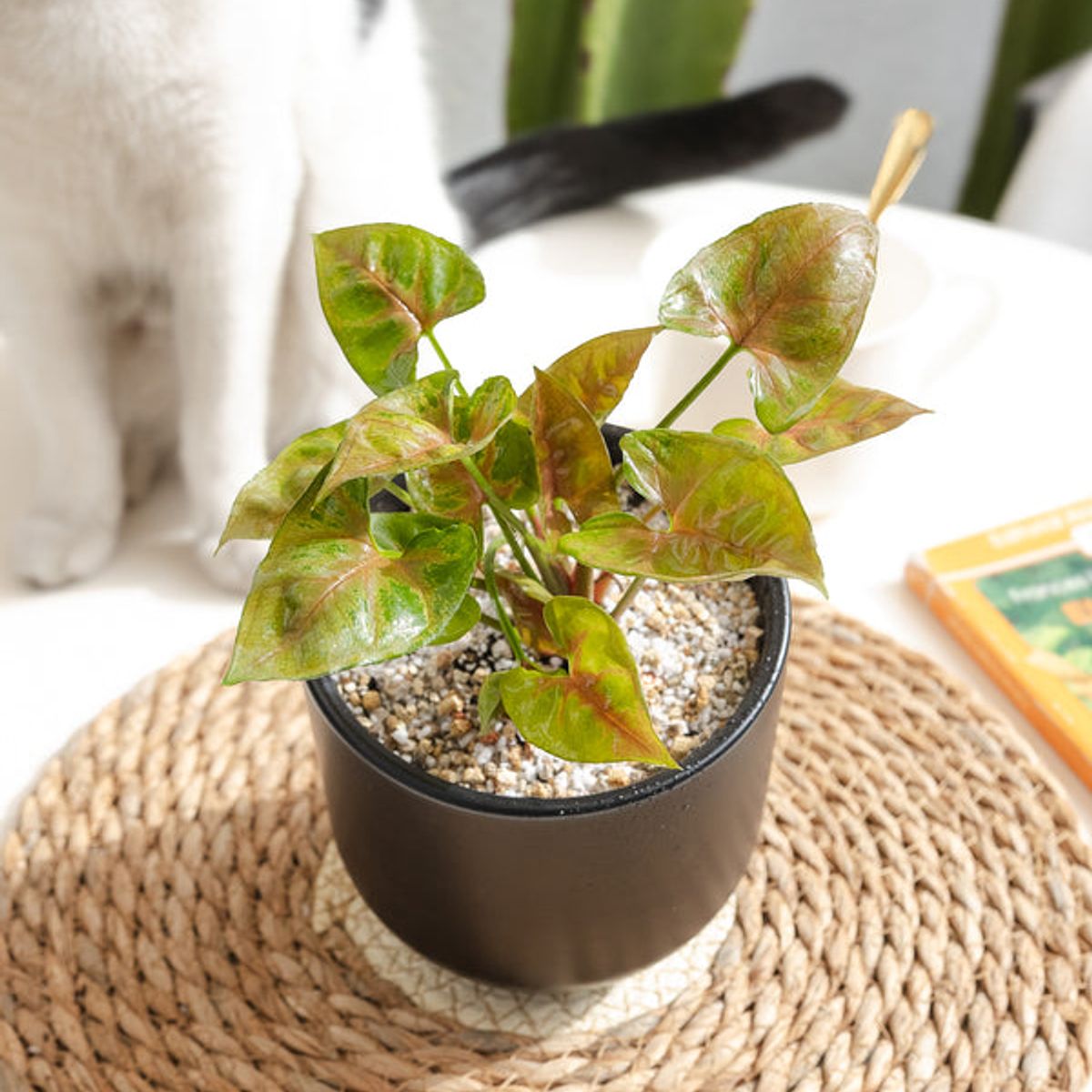 KENAZ - Singonio Strawberry planta natural