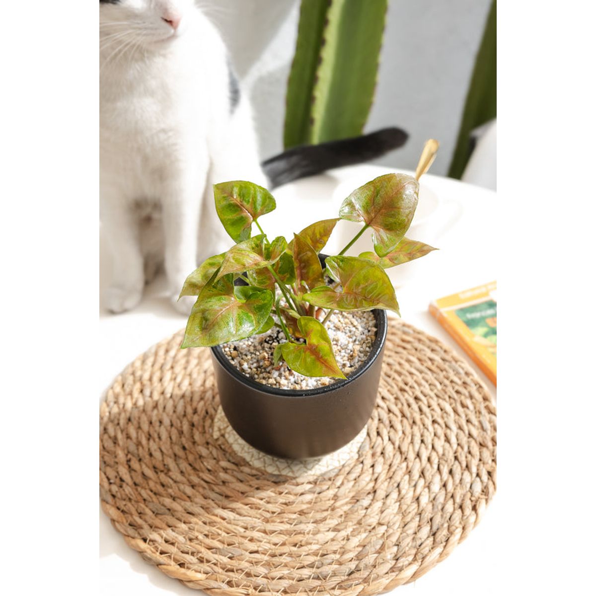 KENAZ - Singonio Strawberry planta natural