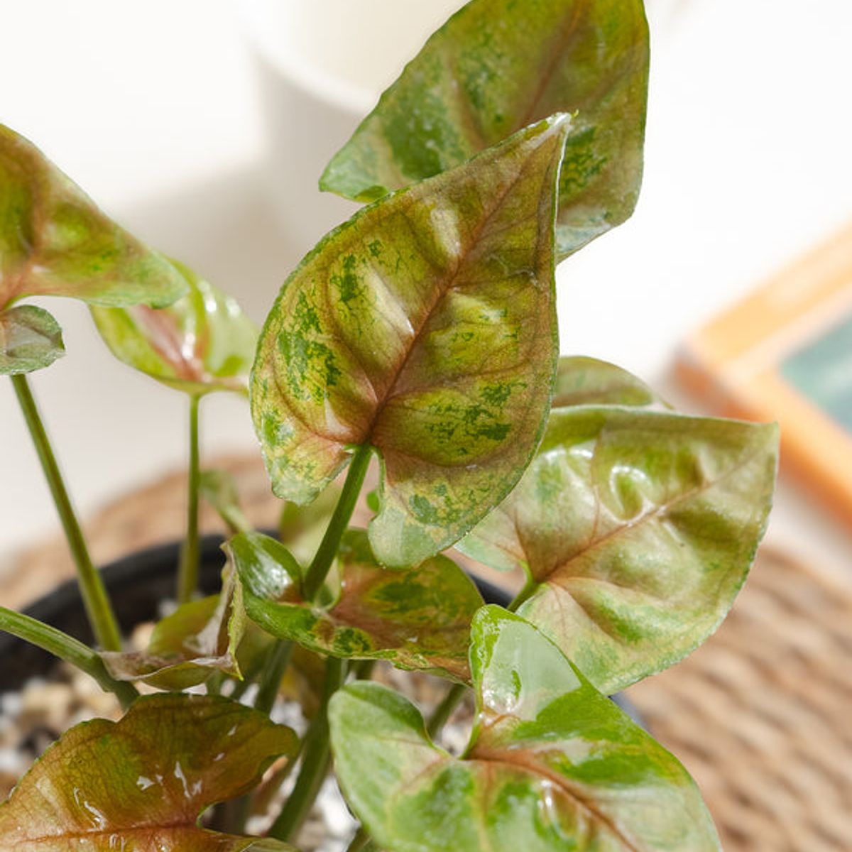 KENAZ - Singonio Strawberry planta natural