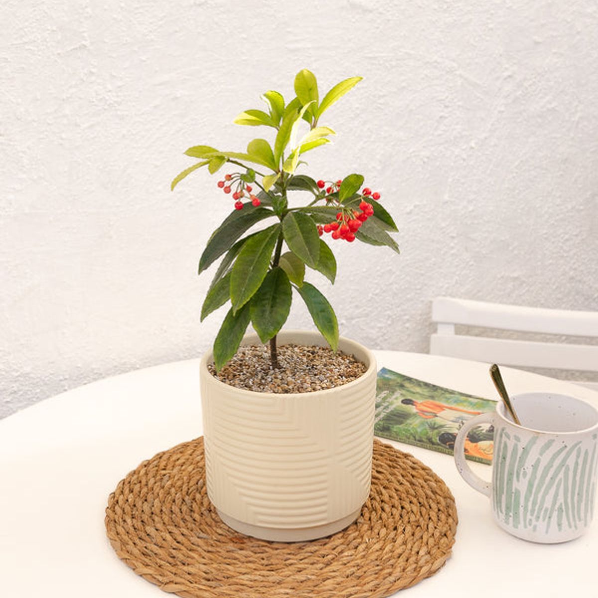 KENAZ - Ardisia Christmas Berry