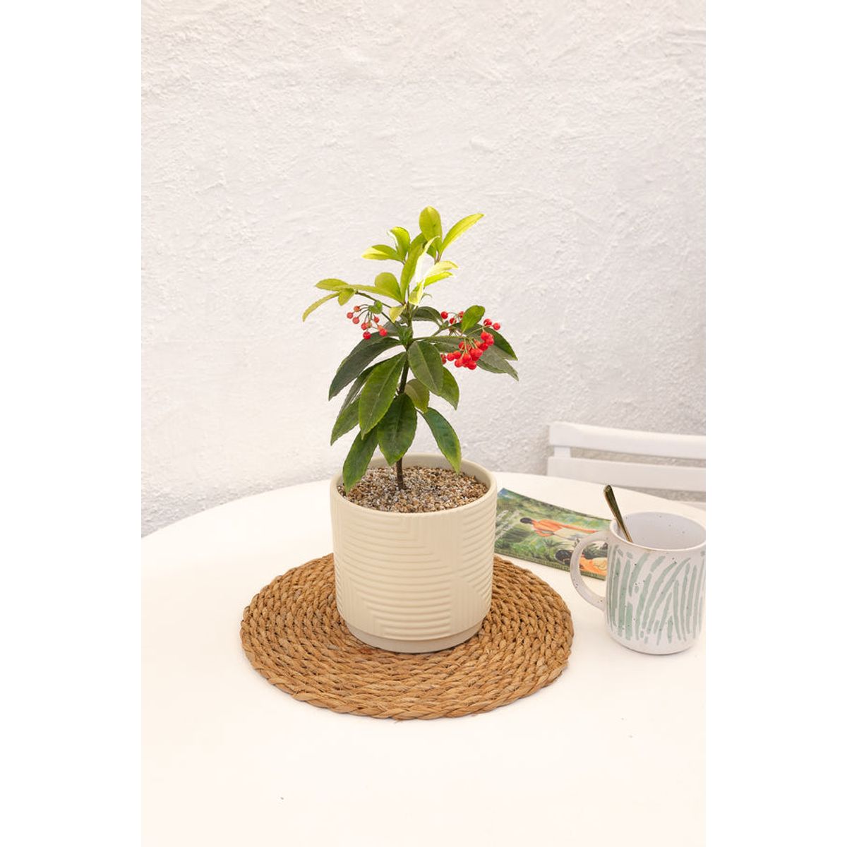 KENAZ - Ardisia Christmas Berry