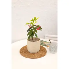 KENAZ - Ardisia Christmas Berry