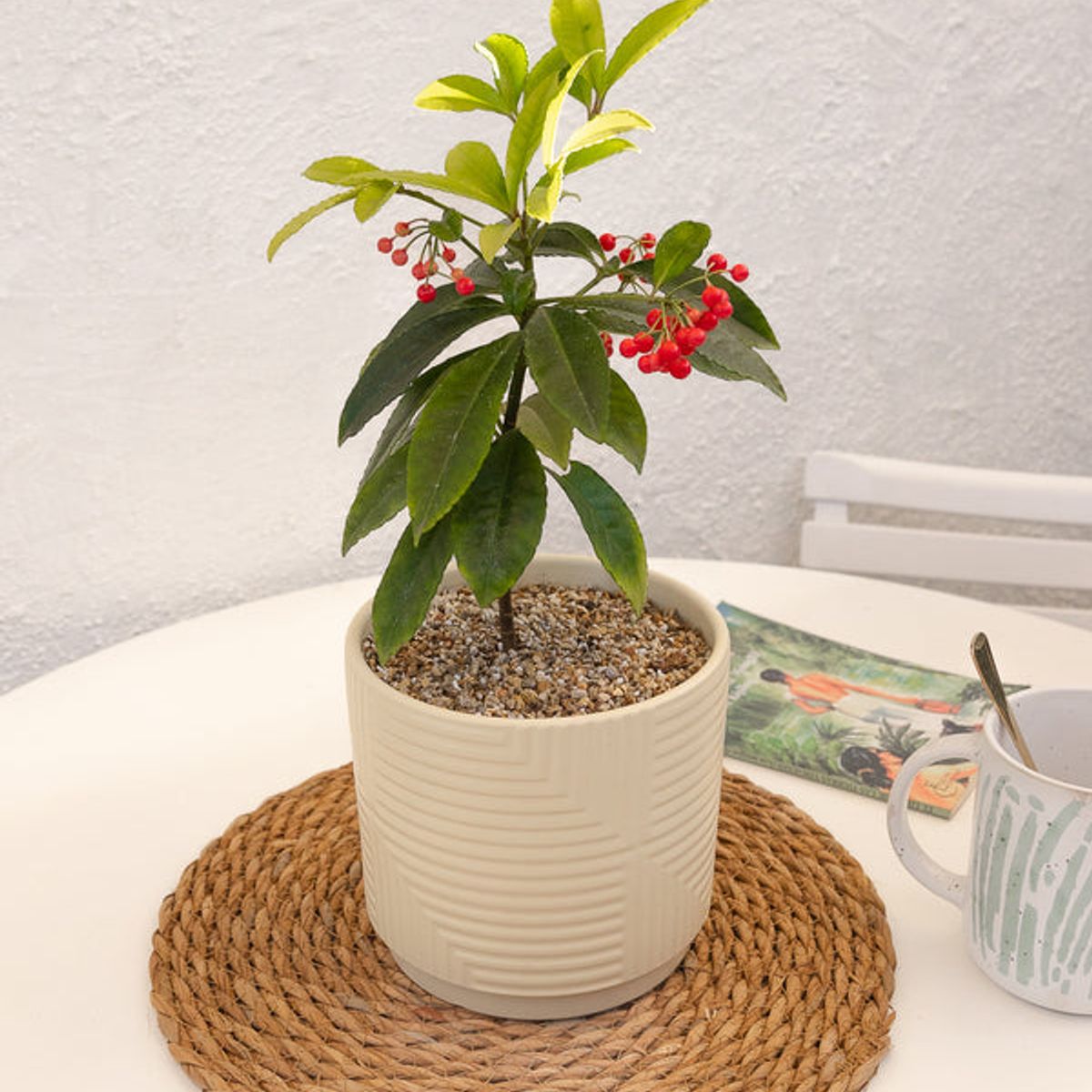 KENAZ - Ardisia Christmas Berry