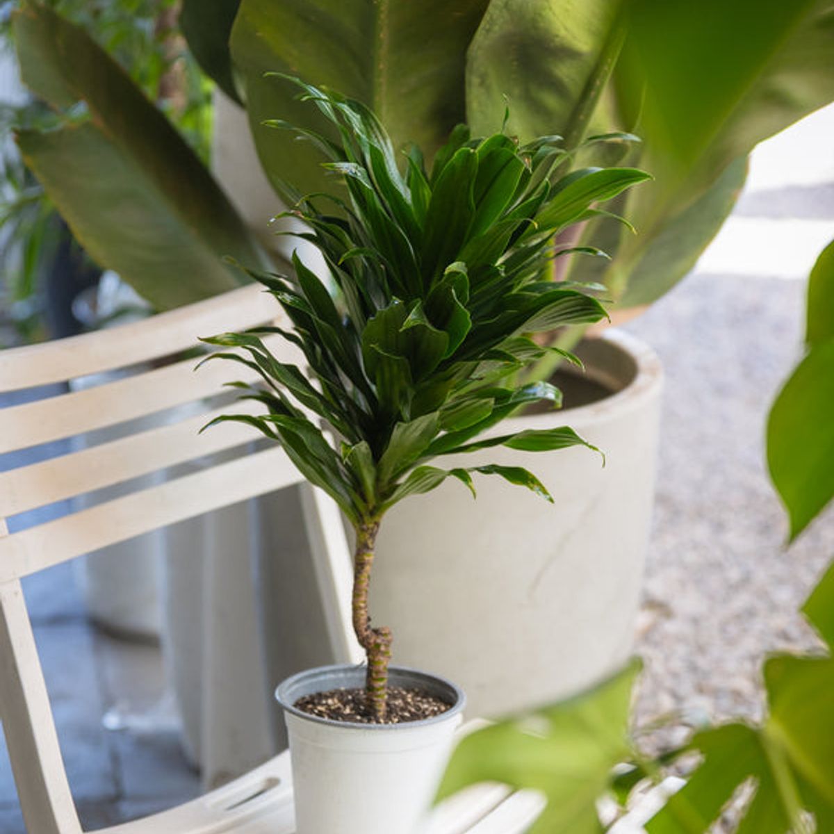 KENAZ - Dracena Compacta Janet Craig