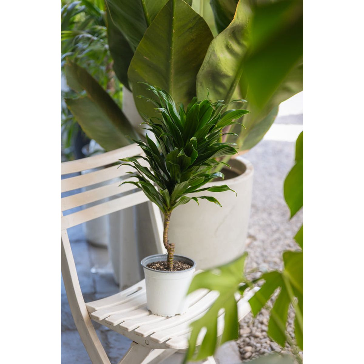 KENAZ - Dracena Compacta Janet Craig