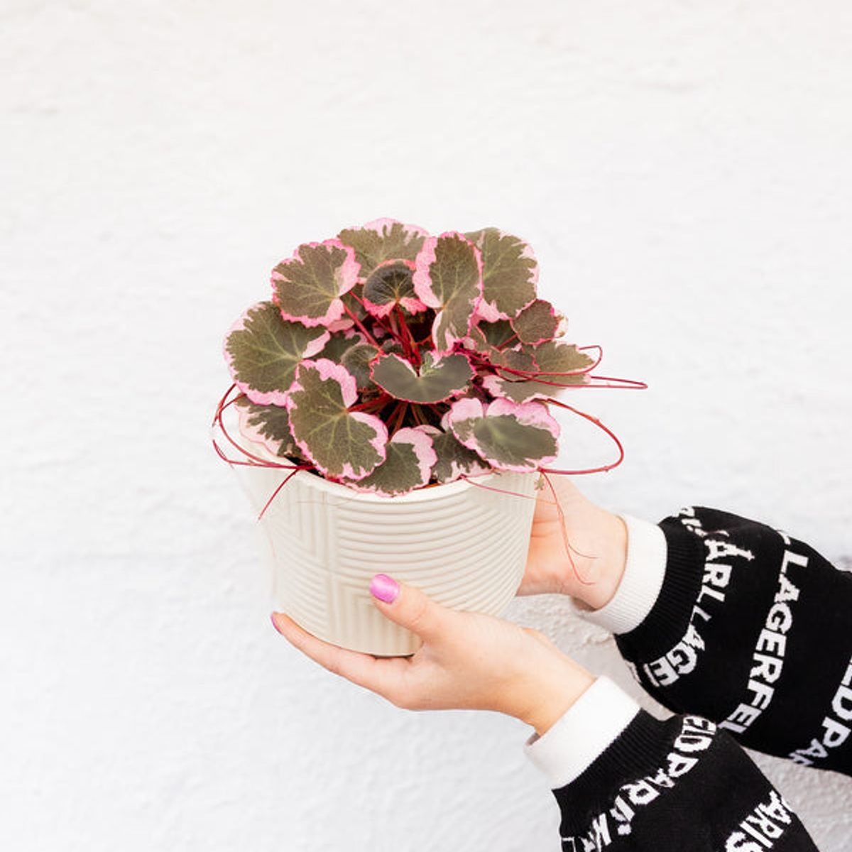 KENAZ - Saxifraga Pink Sarmentosa