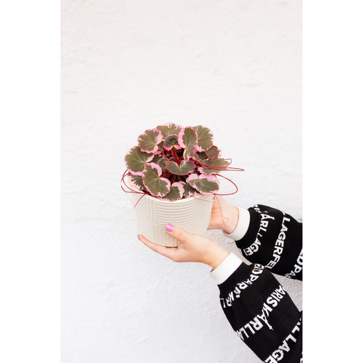 KENAZ - Saxifraga Pink Sarmentosa