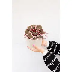 KENAZ - Saxifraga Pink Sarmentosa