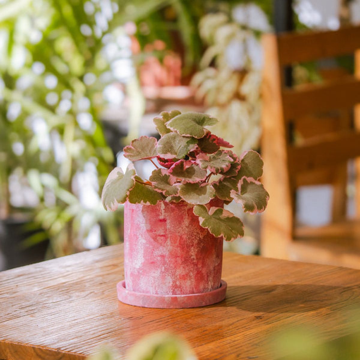 KENAZ - Saxifraga Pink Sarmentosa