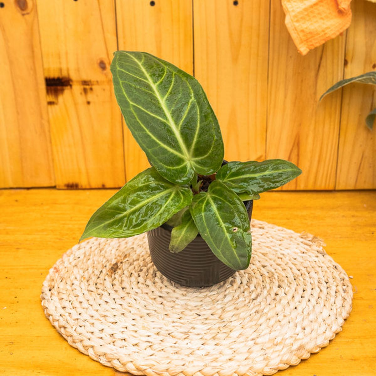 KENAZ - Anturio Villenaorum planta natural