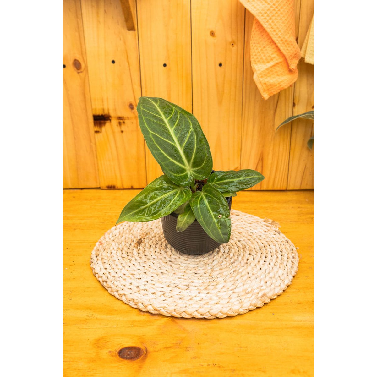 KENAZ - Anturio Villenaorum planta natural