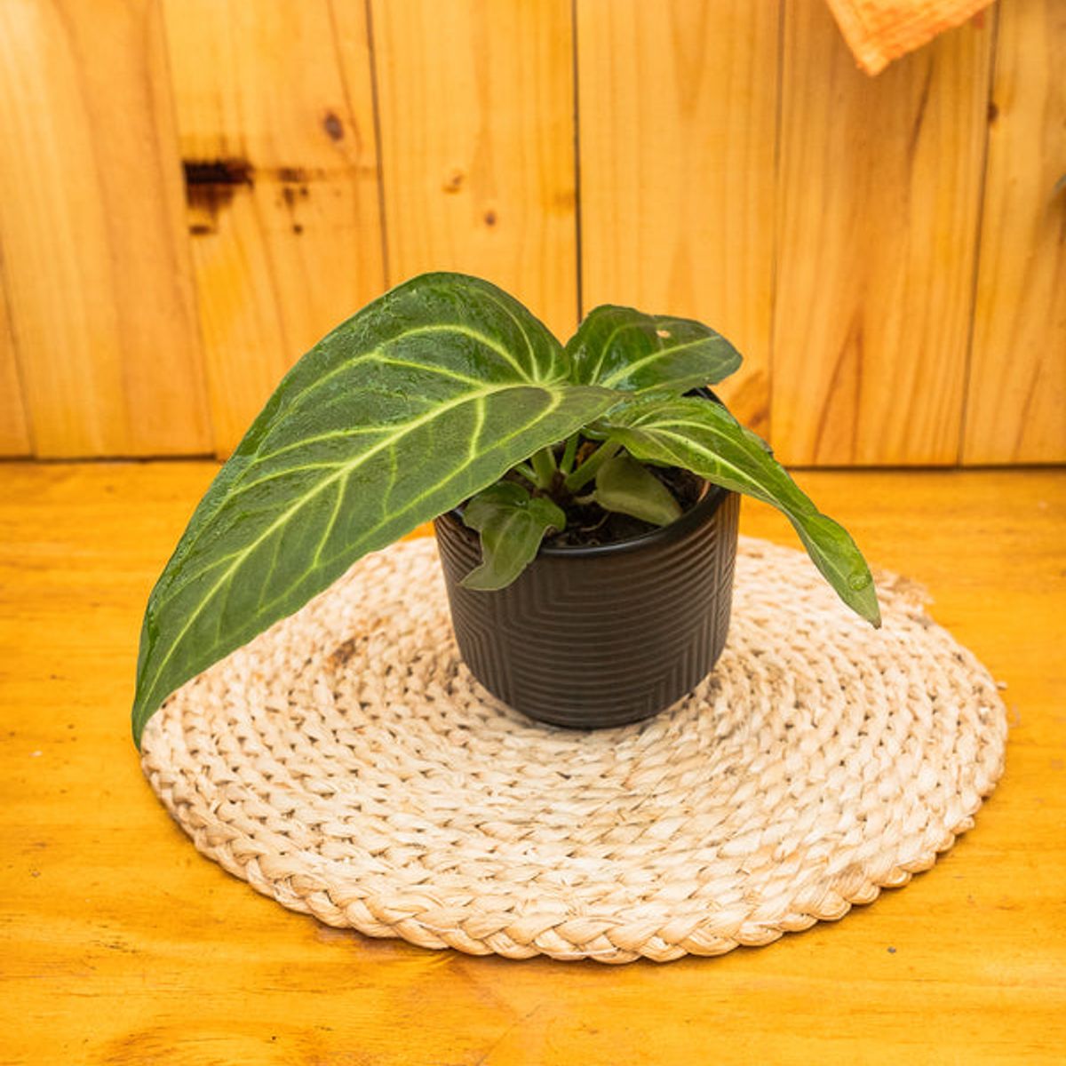 KENAZ - Anturio Villenaorum planta natural