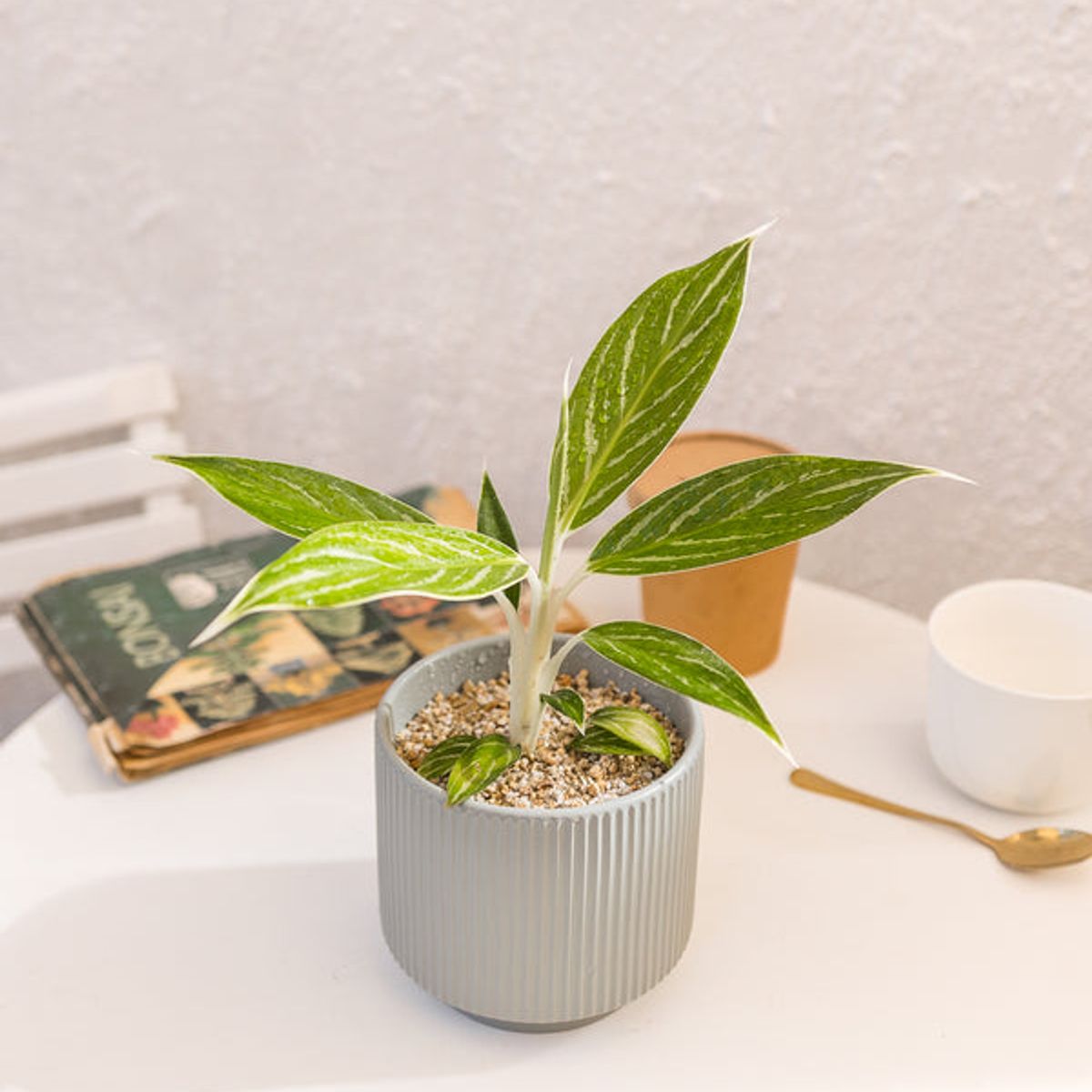 KENAZ - Aglaonema Snow White