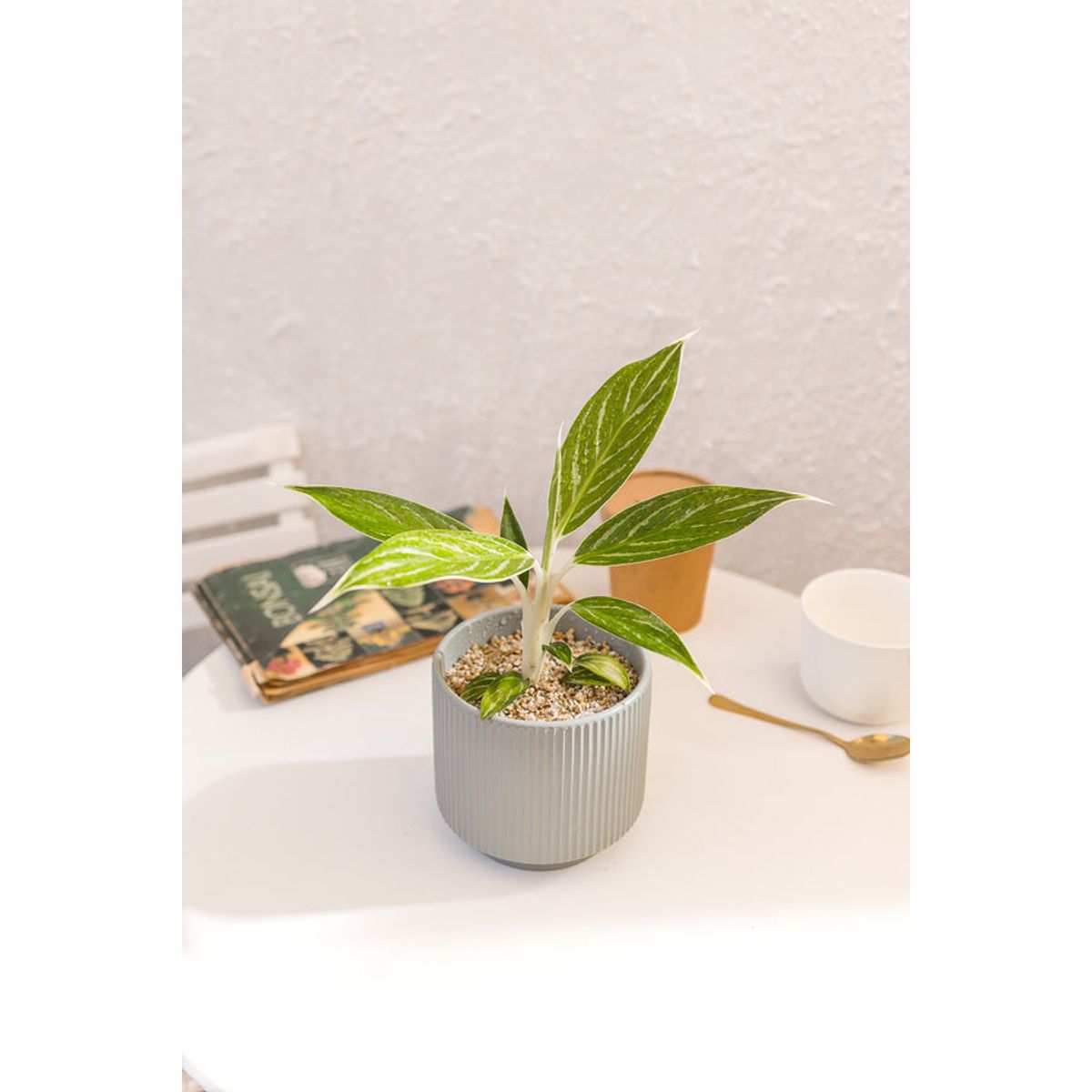 KENAZ - Aglaonema Snow White